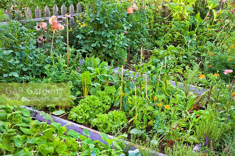 Vegetable and herb beds with lettuces, swiss chard, beans, savory peppers, parsley marigolds, dahlias, kohlrabi.