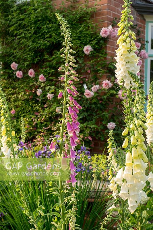 Digitalis purpurea provides height and colour to the early summer planting.