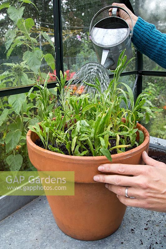 Woman watering newly planted wallflowers in pot