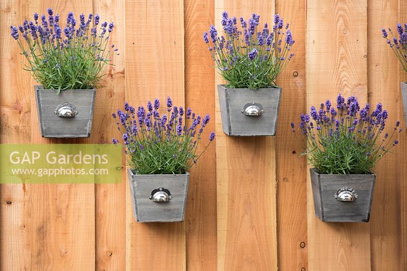 Lavandula angustifolia 'Munstead' planted in boxes fitted to wooden wall. The Tesco 'Every little helps' garden,  BBC Gardener's World live show 2017, NEC Birmingham, Designer: Owen Morgan