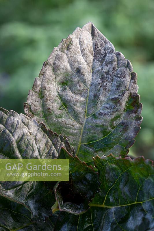 Powdery mildew on leaf of Hydrangea macrophylla 'Merveille Sanguine'