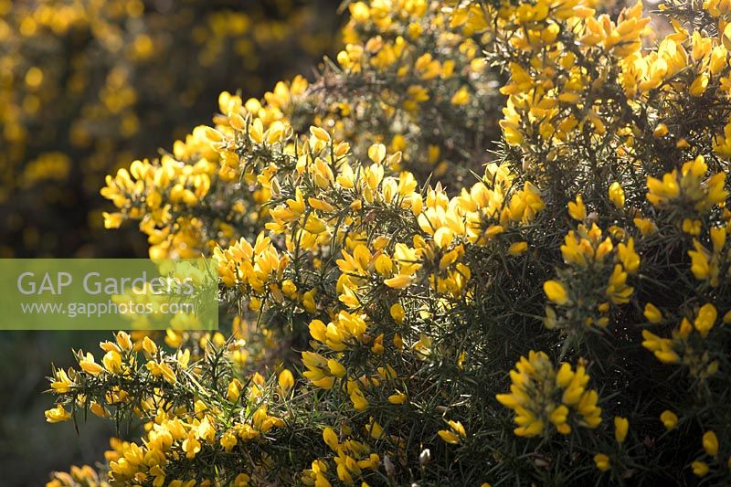Ulex europaeus - Common Gorse growing on cliffs in Cornwall.