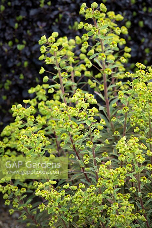 Euphorbia x martini 'Ascot Rainbow' AGM in front of Pittosporum tenuifolium 'Tom Thumb'