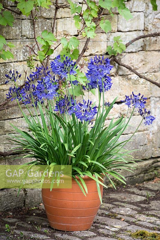 Agapanthus 'Northern Star' in a terracotta container. African lily