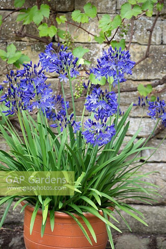 Agapanthus 'Northern Star' in a terracotta container. African lily