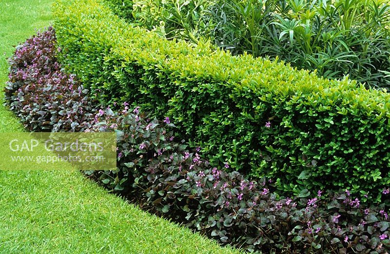 Low box hedge edging bed with Viola labradorica growing at it's base. Buxus