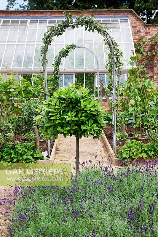 walled kitchen garden with half standard Bay tree underplanted with Lavandula 'Imperial Gem'. steel arches with Pear trees trained up them leading to lean-to greenhouse.
