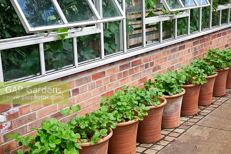 Strawberries including 'Mara de Bois' in terracotta pots against greenhouse wall. Vine foliage under glass. 