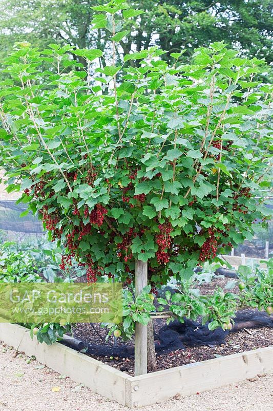 Redcurrant bush trained as a half standard on the corner of raised bed underplanted with step-over apple.