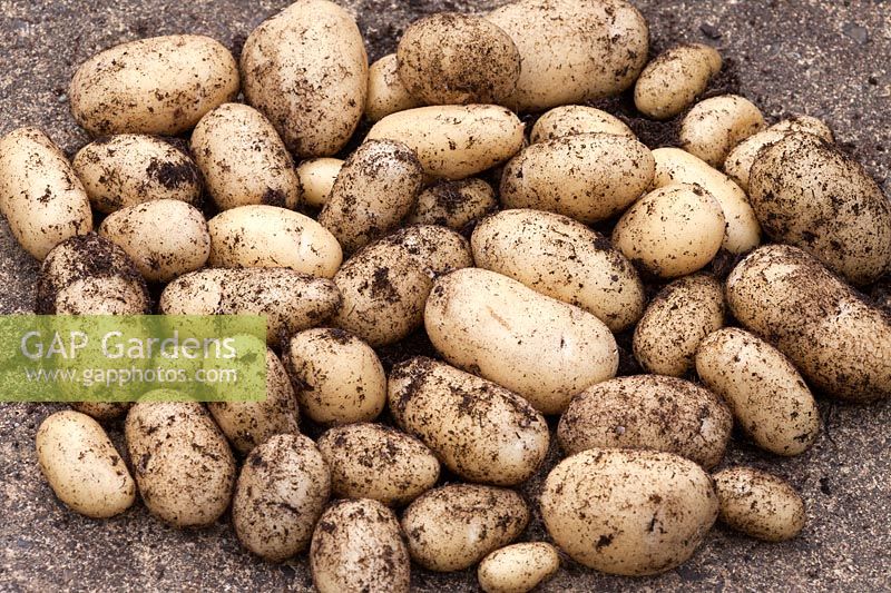 Potato 'Charlotte' Freshly harvested vegetable