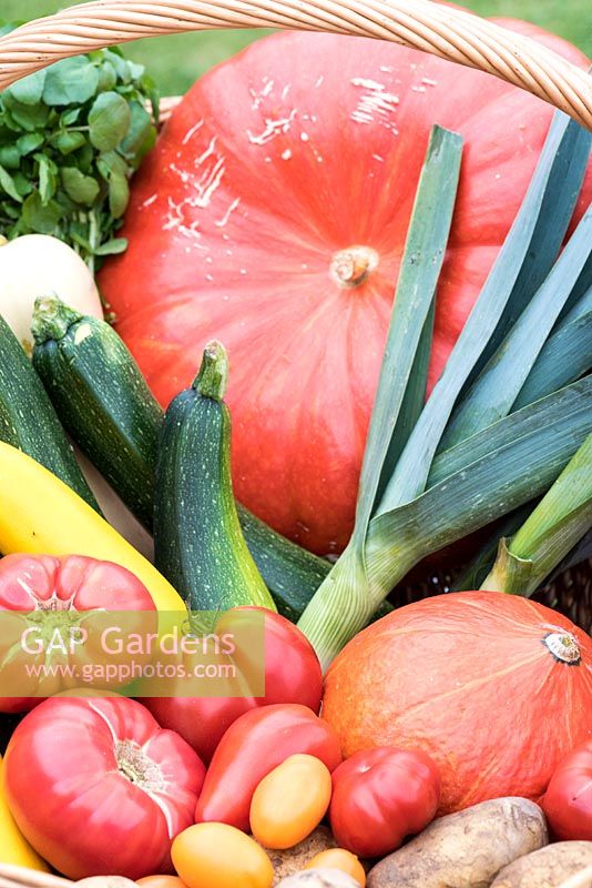 Harvest of various vegetables in an organic kitchen garden, France, summer