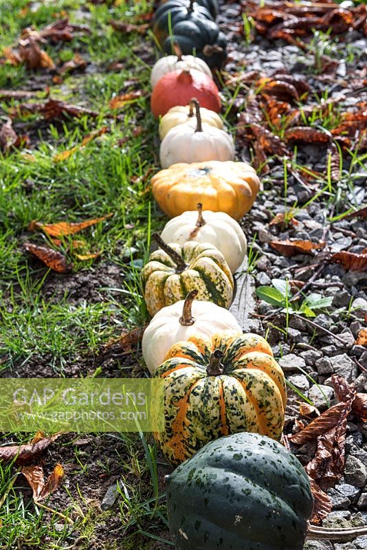 Squashes, pumpkins and gourds in a garden for Halloween