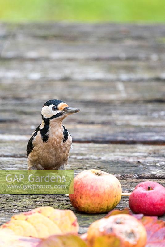 Greater spotted woodpecker - Dendrocopos major on a wooden table