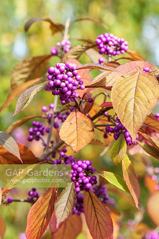 Callicarpa bodinieri var giraldii 'Profussion' berries in autumn