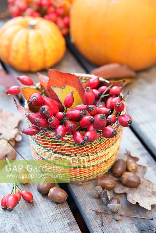 Rosehips in a small basket, with autumn leaves, acorns and pumpkin