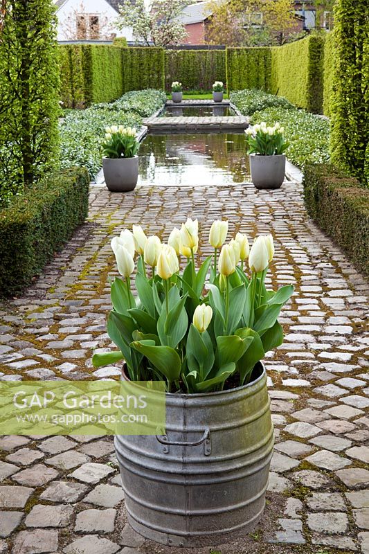 Tulipa 'Purissima' in metal barrel. Design: Laura Dingemans, The Netherlands