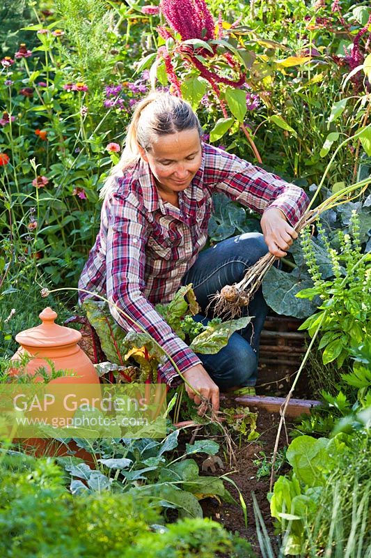 Woman harvesting garlic in her kitchen garden.