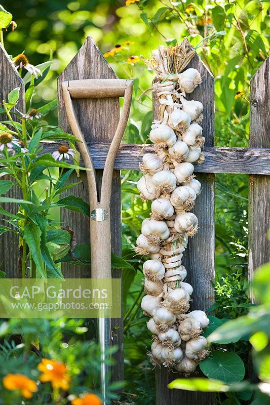 Harvested garlic hanging on a fence