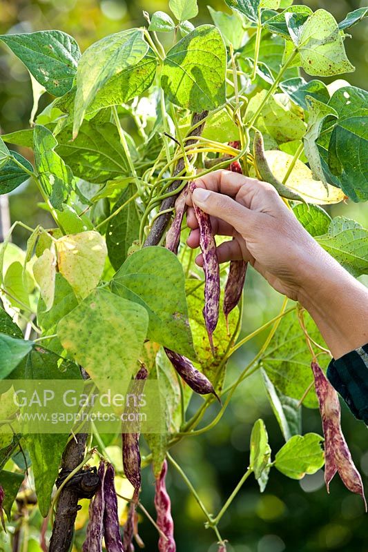 Woman harvesting climbing bean 'Borlotto Lingua di Fuoco' - Firetongue