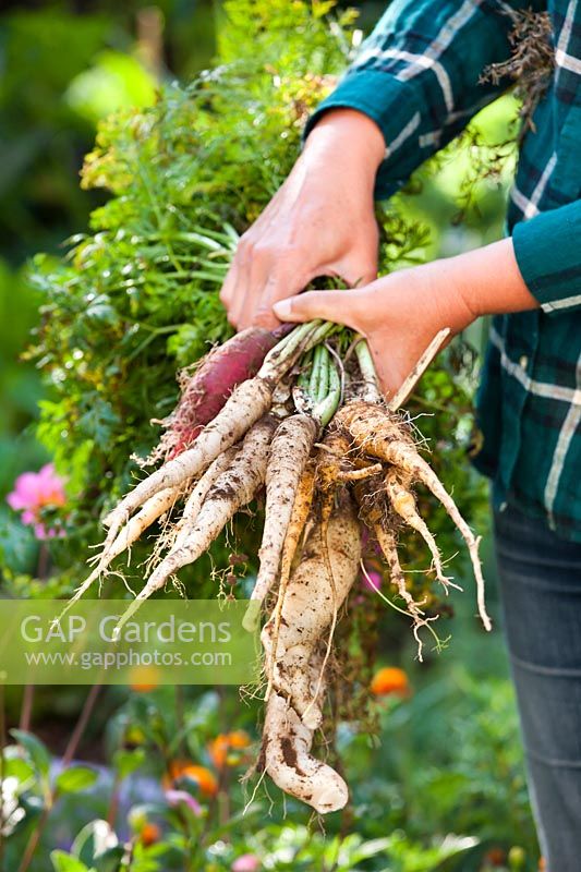 Woman holding harvested carrots