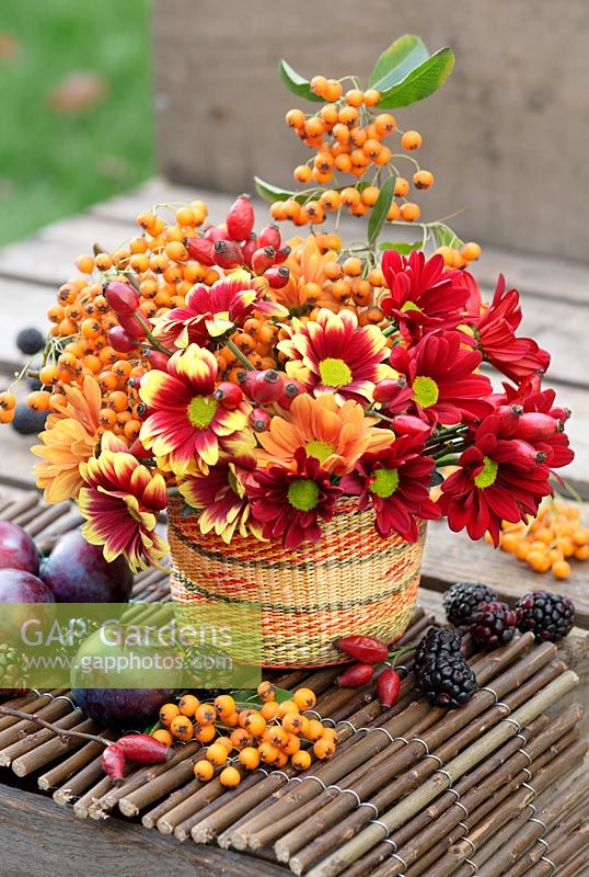 Autumnal display in a basket with Chrysanthemums in reds, yellows and oranges, rosehips, orange Pyracantha berries, plums and blackberries