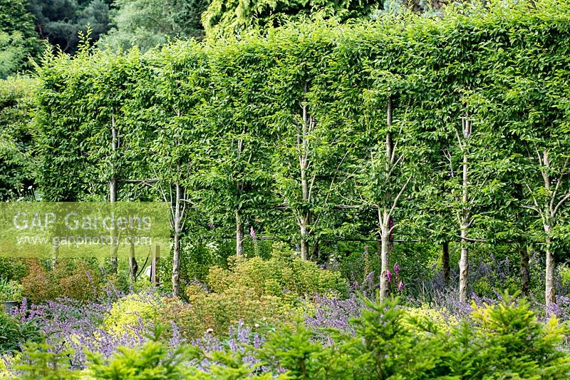 Pleached hornbeam - Carpinus betulus in Tom Hoblyn designed garden at Heatherbrae