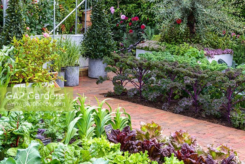 The Chris Evans Taste Garden - Lettuce 'Lettony', 'Nymans', 'Lollo Rossa' and 'Red Iceberg' with Leeks and Purple Kale - RHS Chelsea Flower Show 2017 
