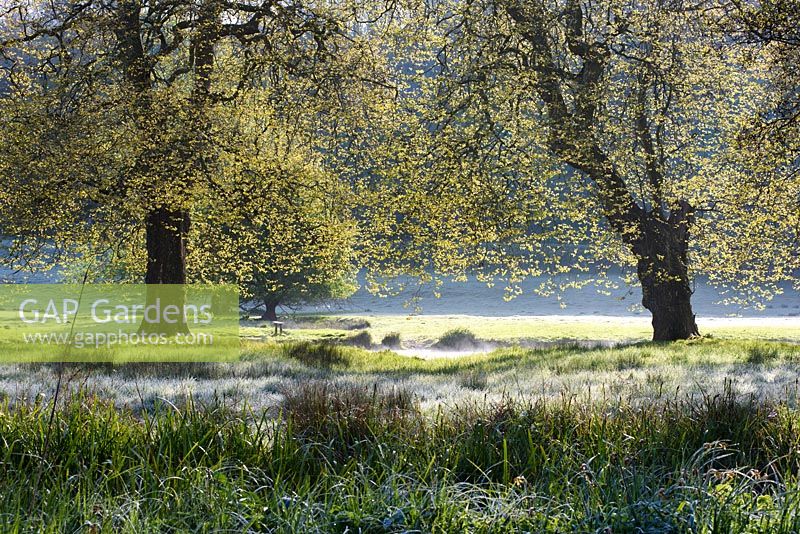 Mist rises from a tributary of the River Avon meandering near water meadows near Heale House, Middle Woodford, Wiltshire