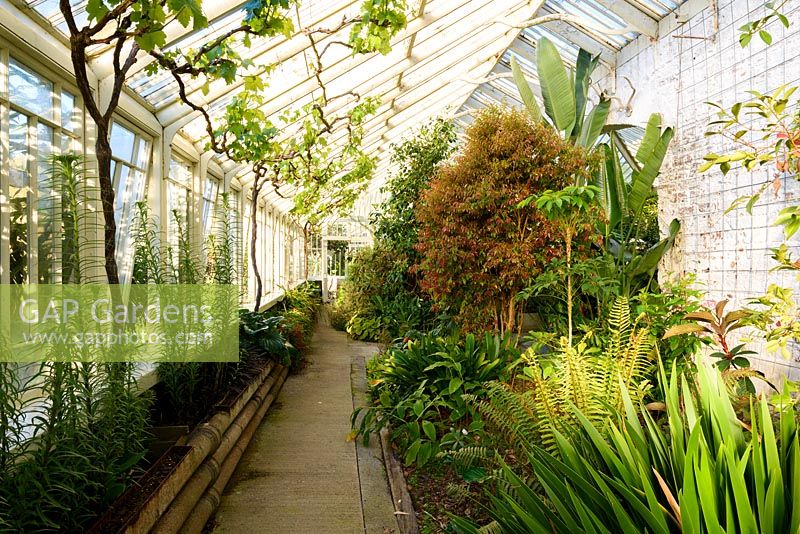 Greenhouse range in the walled garden at Tregrehan Gardens