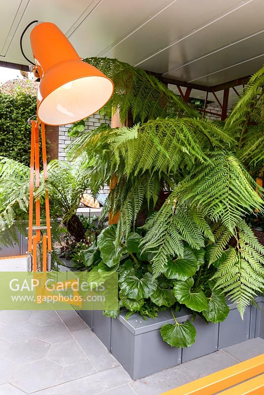 City Living - Orange Anglepoise lamp and  ferns on ground floor of urban apartment block garden with Dicksonia antarctica - RHS Chelsea Flower Show 2017 