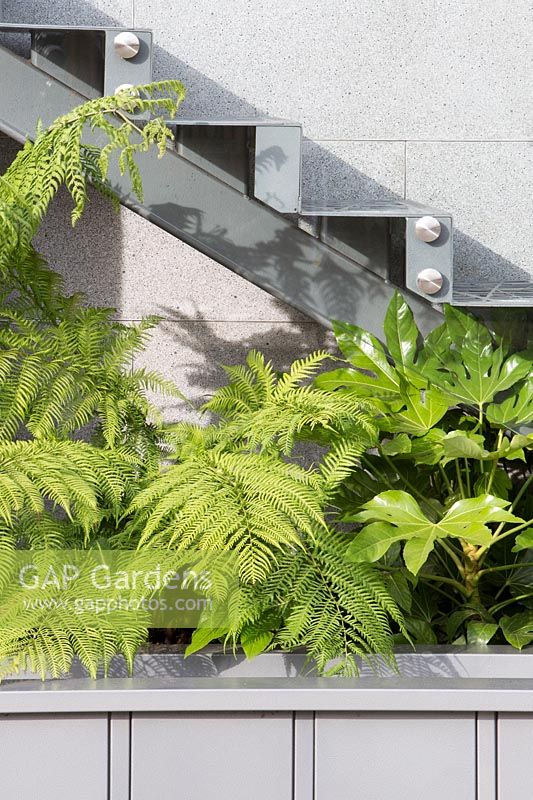 City Living - Fatsia japonica and Tree fern growing under an external staircase - RHS Chelsea Flower Show 2017