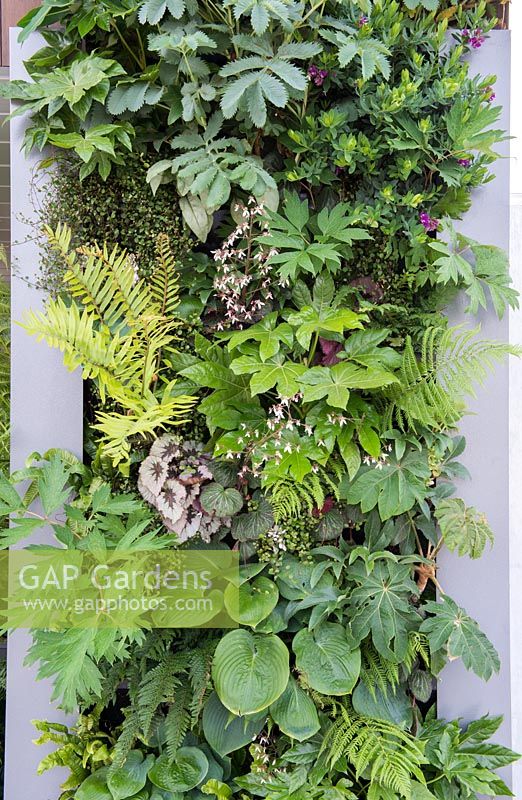 City Living - Green wall of plants including Hosta 'Devon Green', Melianthus major, Begonia rex and Polygala myrtifolia - RHS Chelsea Flower Show 2017