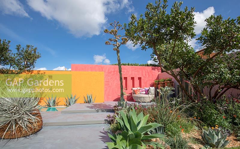 Beneath a Mexican Sky Garden - Flowering Agave parryi and brightly coloured painted walls - RHS Chelsea Flower Show