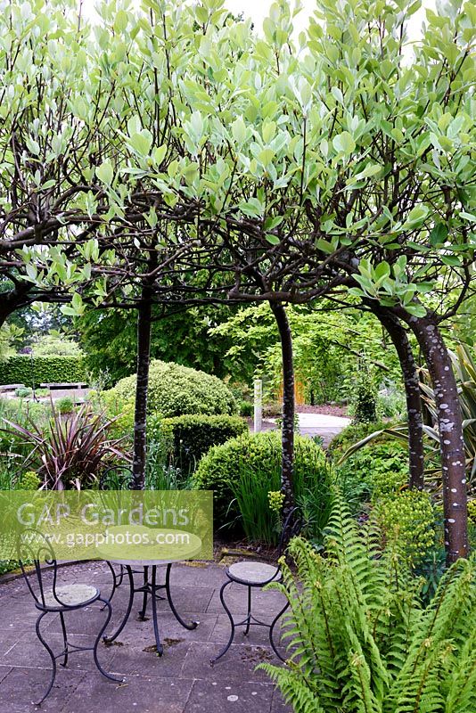 Sorbus aria trained into an arbour surrounded by strong foliage plants including phormium, euphorbias and ferns at RHS Wisley Garden 