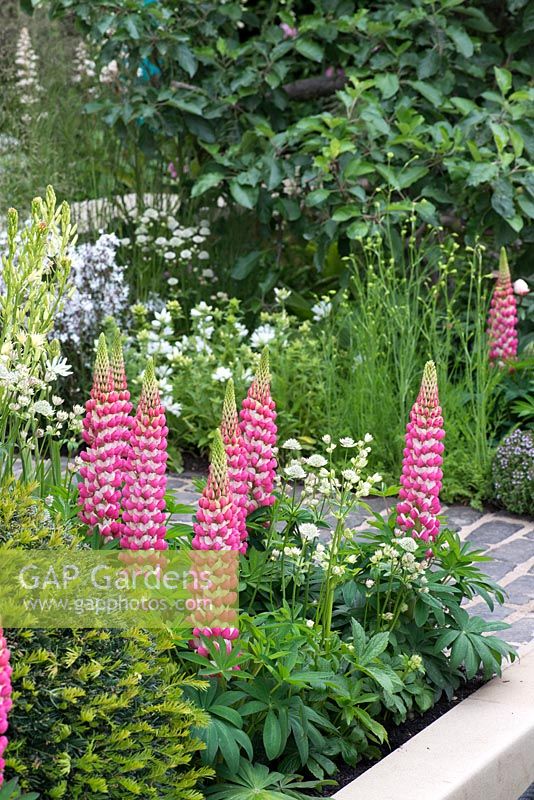 Lupinus 'Rachel de Thame' in combination with creamy Astrantias and Camassias - The Sir Simon Milton Foundation Garden: '500 years of Covent Garden' - RHS Chelsea Flower Show 2017 - Designer: Lee Bestall - Sponsor: Capco Covent Garden