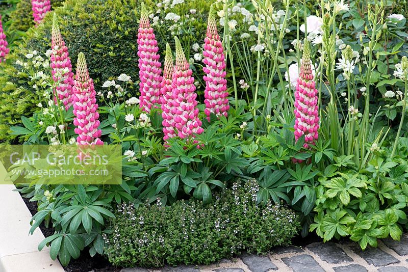 500 Years of Covent Garden - Lupinus 'Rachel de Thame' in combination with creamy Astrantia major 'Alba' - RHS Chelsea Flower SHow 2017