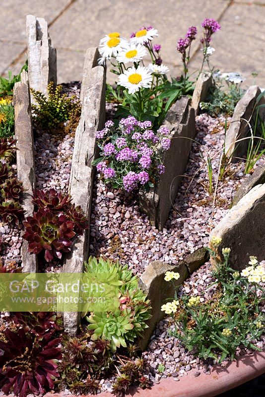 Crevice garden for Alpines created in a large terracotta container