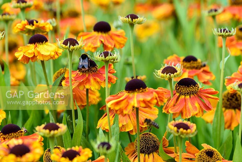 Bees on Helenium 'Waltraut'
