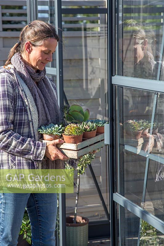 Woman carrying tray with succulents in tray into greenhouse for over wintering