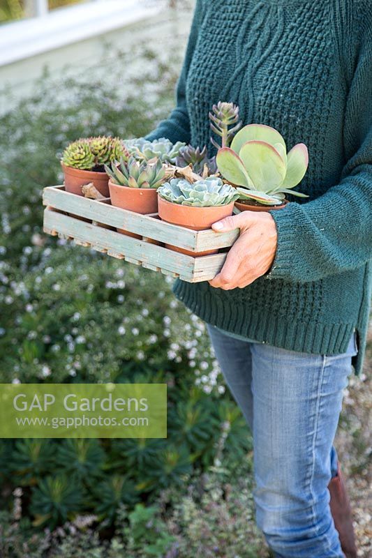 Woman carrying tray of succulents in terracotta pots 