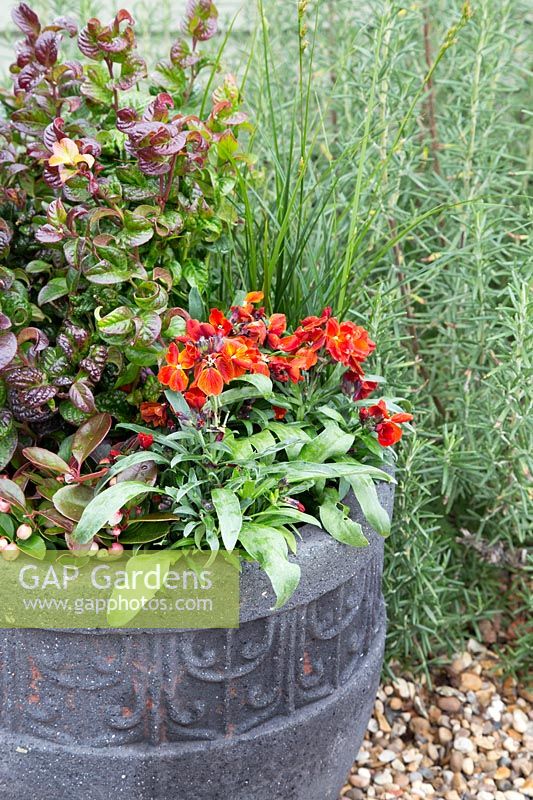Step by step of planting Winter interest container with Leucothoe, Carex brunnea, Wallflower 'Sugar Rush Red' and Gaultheria