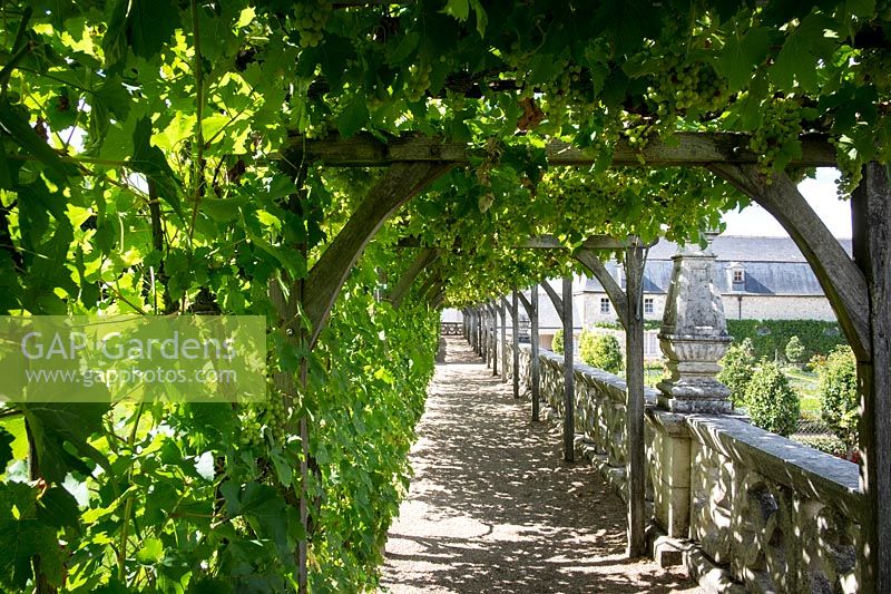 Vine tunnel at the knot garden and parterre - Chateau Villandry, Loire Valley, France, 