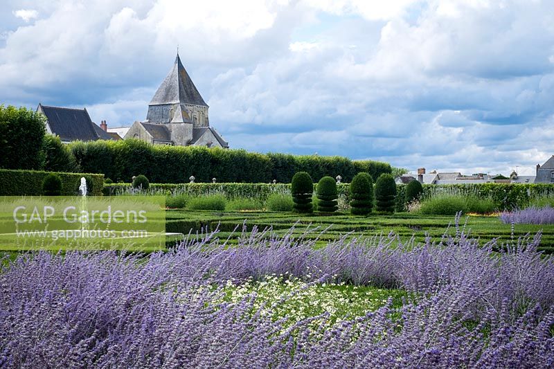 Perovskia or purple Russian Sage - Chateau Villandry, Loire Valley, France