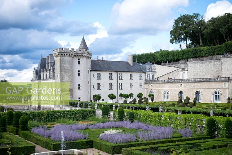 Box hedging and Yew topiary in the famous parterre garden, with Perovskia or purple Russian Sage - Chateau Villandry, Loire Valley, France