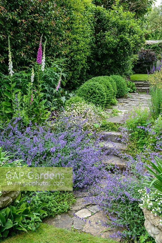Small sloping garden with series of stone steps, paving and lawns. Border of Foxgloves, nepeta, erigeron and lily of the valley.