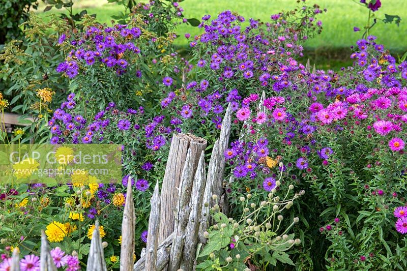 Autumn detail of a Bavarian farmers garden with wooden picket fence, Asters and false Sunflower