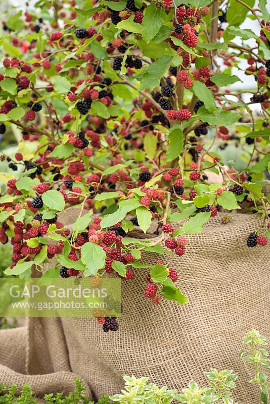 Mulberry 'Charlotte Russe'- RHS Kitchen Garden -
 Chelsea Plant of the Year 2017 at  RHS Hampton Court  Flower Show 2017 