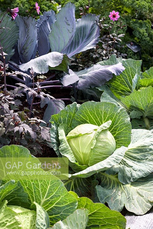 Brassica olercea - White Cabbage 'Samarsh' and Red Cabbage 'Red Drumhead'- RHS Hampton Court  Flower Show 2017, - RHS Kitchen Garden - Designer:Juliet Sargeant - Builder:Sandstone Design