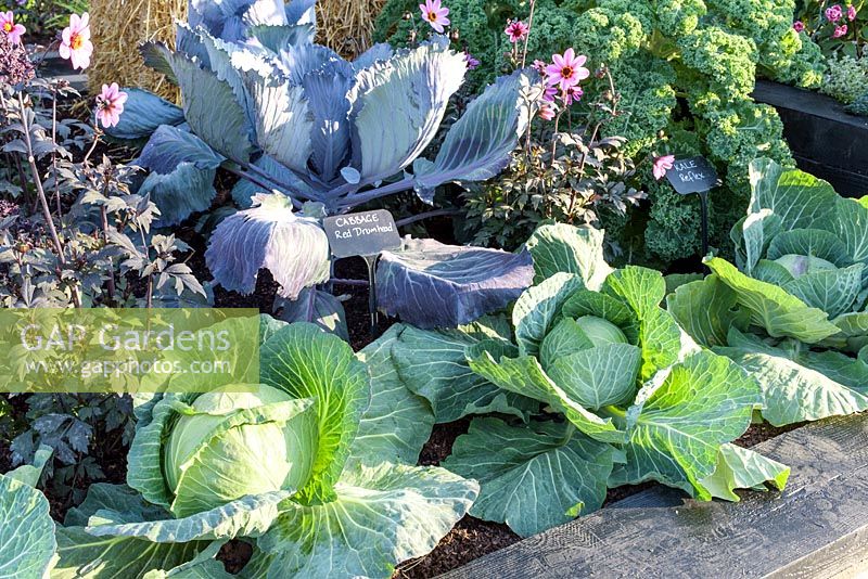 Brassica olercea - White Cabbage 'Samarsh' and Red Cabbage 'Red Drumhead' , Kale 'Reflex' and dark leaved Dahlias - RHS Hampton Court  Flower Show 2017 - RHS Kitchen Garden - Designer: Juliet Sargeant - Builder: Sandstone Design