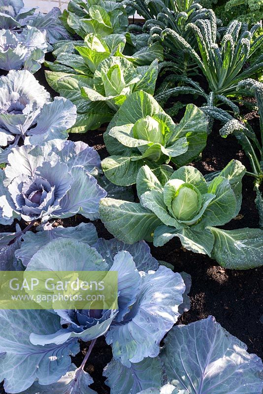 Red and white Cabbages and Kale in vegetable garden - It's All About Community Garden - RHS Hampton Court Palace Flower Show 2017 - Designers: Andrew Fisher Tomlin and Dan Bowyer
